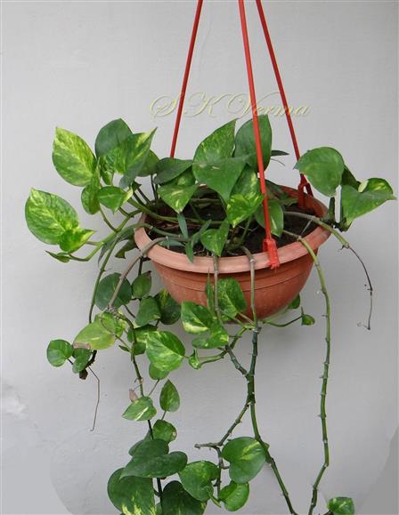Plant